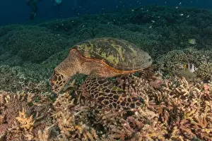 Windsurfing Prints: Hawksbill sea turtle at the Tubbataha Reefs national park Philippines