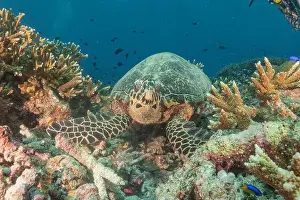 Windsurfing Prints: Hawksbill sea turtle at the Tubbataha Reefs national park Philippines