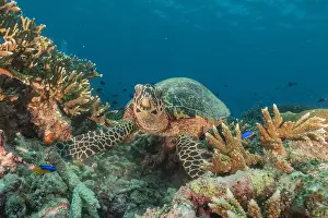 Windsurfing Prints: Hawksbill sea turtle at the Tubbataha Reefs national park Philippines