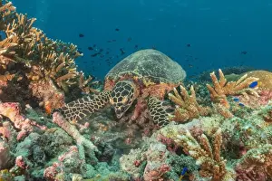 Windsurfing Prints: Hawksbill sea turtle at the Tubbataha Reefs national park Philippines