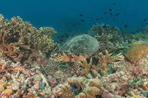 Windsurfing Prints: Hawksbill sea turtle at the Tubbataha Reefs national park Philippines