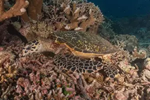 Windsurfing Prints: Hawksbill sea turtle at the Tubbataha Reefs national park Philippines