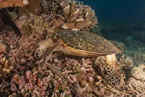 Windsurfing Prints: Hawksbill sea turtle at the Tubbataha Reefs national park Philippines