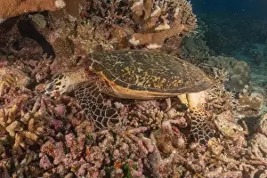 Windsurfing Prints: Hawksbill sea turtle at the Tubbataha Reefs national park Philippines