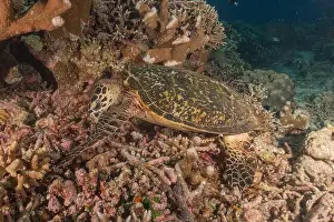 Windsurfing Prints: Hawksbill sea turtle at the Tubbataha Reefs national park Philippines