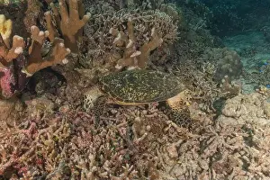 Windsurfing Prints: Hawksbill sea turtle at the Tubbataha Reefs national park Philippines