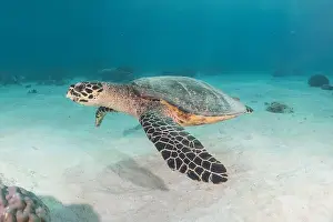 Windsurfing Prints: Hawksbill sea turtle at the Tubbataha Reefs national park Philippines