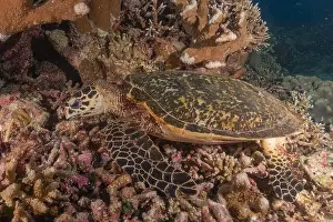 Windsurfing Prints: Hawksbill sea turtle at the Tubbataha Reefs national park Philippines