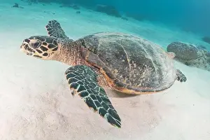 Windsurfing Prints: Hawksbill sea turtle at the Tubbataha Reefs national park Philippines