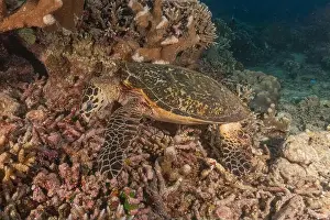 Windsurfing Prints: Hawksbill sea turtle at the Tubbataha Reefs national park Philippines