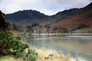 Gorse Prints: Haystacks and the pines, Buttermere, Lake District