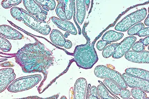 Fertility Prints: Hazel (Corylus avellana), male flower, a histological cross-section under microscope