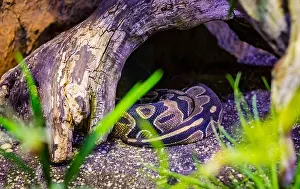 Venom Prints: The head of the ball python Python regius, also known as the royal python