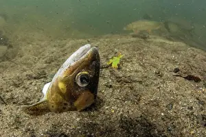 North Carolina Prints: The head of a brown trout (Salmo trutta)