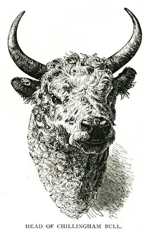 Old Fashioned Prints: head of chillingham bull Chillingham (Wild)