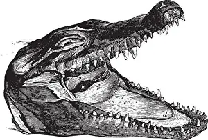 Crocodile Prints: The head of a crocodile showing off its ferocious mouth and teeth