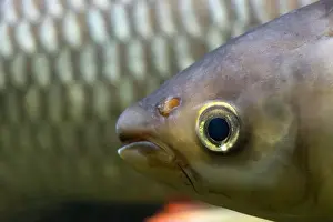 Carp Prints: Head of hovens carp - leptobarbus hoevenii, floating in water
