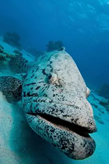 Ugliness Prints: Head-on portrait of a potato cod (Epinephelus tukula)