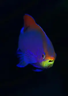 Serranidae Prints: Head-on portrait of purple anthias (Pseudanthias tuka)