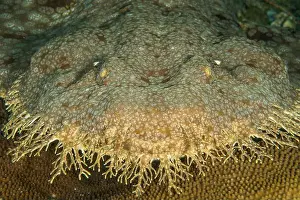 Chondrichthyes Prints: Head portrait of a spotted wobbegong (Orectolobus maculatus), Raja Ampat, Indonesia
