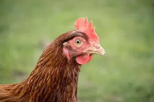Single Animal Prints: Head shot of a brown hen