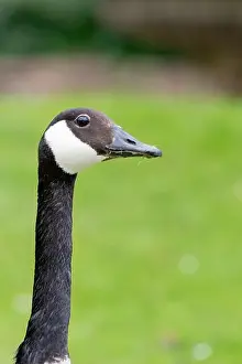 Wildfowl Prints: Head shot of a Canada goose (branta canadensis)