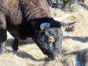 Free Range Prints: Head shot of a cattle eating hay outside, Quebec, Canada