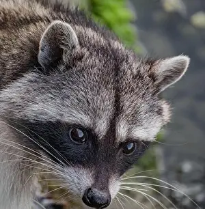 Awake Prints: Head shot of cute Raccoon. Eye to eye with Raccoon Procyon lotor