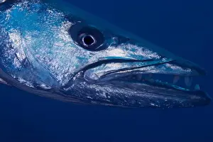 Menacing Prints: Head shot of a great barracuda (Sphyraena barracuda), Tulamben, Bali, Indonesia