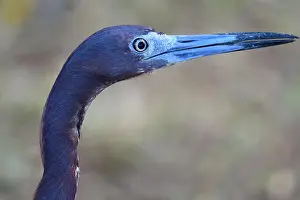 Saint Lucia Prints: Head shot of a little blue heron