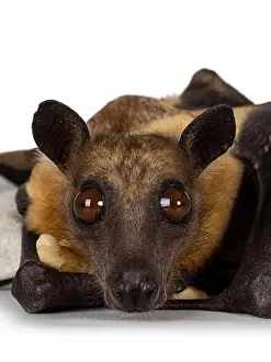 Upside Down Prints: Head shot of young adult flying fox