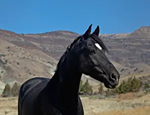 Black Horse Prints: Head and shoulders of a black horse with white star, ears pricked with hills behind