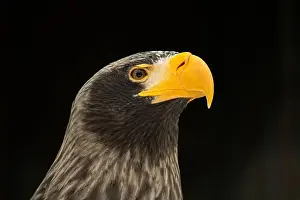 Haliaeetus Prints: Head of a Steller's sea eagle