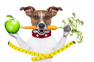 Measuring Prints: healthy dog with carrot in mouth and measuring tape around waist isolated on white background and a green apple