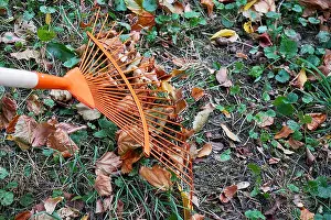 Leafs Prints: Heap of fall leaves with fan rake on lawn, closeup