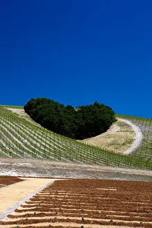 Calmness Prints: Heart Hill, Niner Wine Estates winery, Paso Robles, California, United States of America