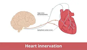 Nerves Prints: Heart innervation