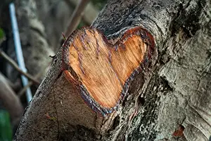 Rising Prints: A heart-shaped area where a branch has been cut off a tree