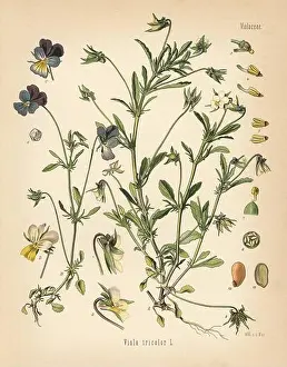 Chromolithograph Prints: Heartsease or wild pansy, Viola tricolor