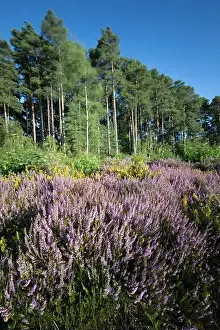 Motion Blur Prints: Heather covered heathland bordered with Scots Pine and Silver Birch trees