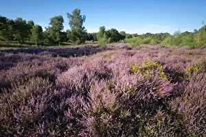 Newbury Prints: Heather covered heathland, Newtown Common
