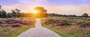 Morning Sky Prints: Heather landscape with cycling path at sunset in National Park the Hoge Veluwe