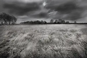 Frightening Prints: Heathland on a windy day black and white