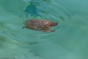 Great Green Prints: A hedgehog cools down from the summer heat by bathing in the water of a swimming pool