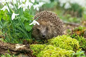Waking Up Prints: Hedgehog, (Scientific name: Erinaceus Europaeus) Wild