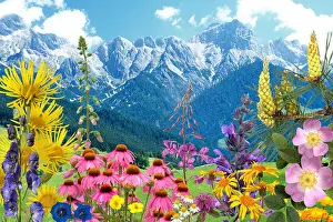 Pflanzen Prints: Heilpflanzenarrangement, Heilpflanzen, Berge