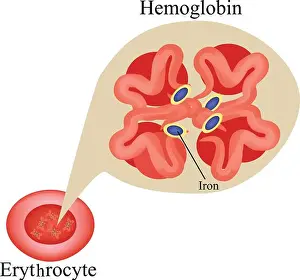 Dioxide Prints: Hemoglobin within red blood cell