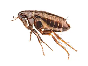 Sideviews Prints: Hen flea (Ceratophyllus gallinae), extreme close-up