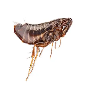 Sideviews Prints: Hen flea (Ceratophyllus gallinae), extreme close-up