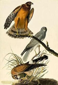 Natural History Collection: Hen Harrier, Circus Cyaneus, 1845